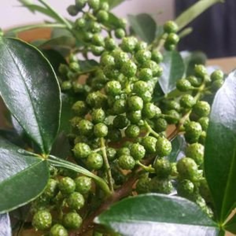 代收九叶青鲜花椒