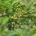 代收九叶青鲜花椒