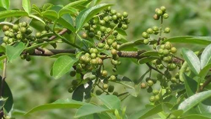 代收九叶青鲜花椒