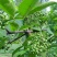 代收九叶青鲜花椒