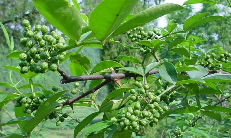 代收九叶青鲜花椒