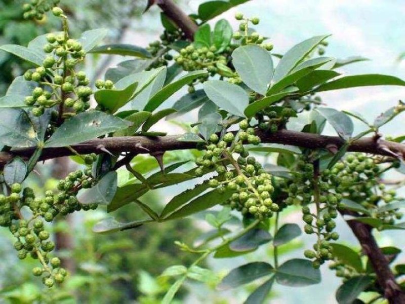 代收九叶青鲜花椒