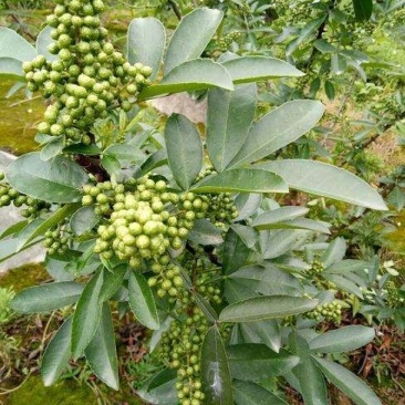 代收九叶青鲜花椒
