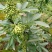 代收九叶青鲜花椒