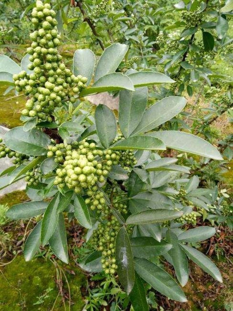 代收九叶青鲜花椒
