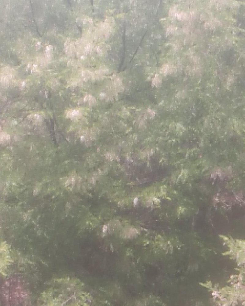 洋槐花