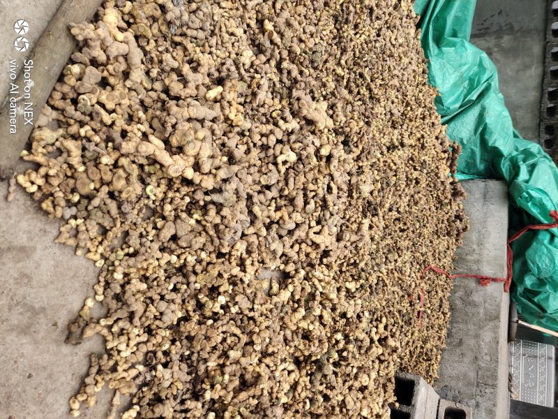 黄精干货又名老虎姜鸡头黄精野生无硫