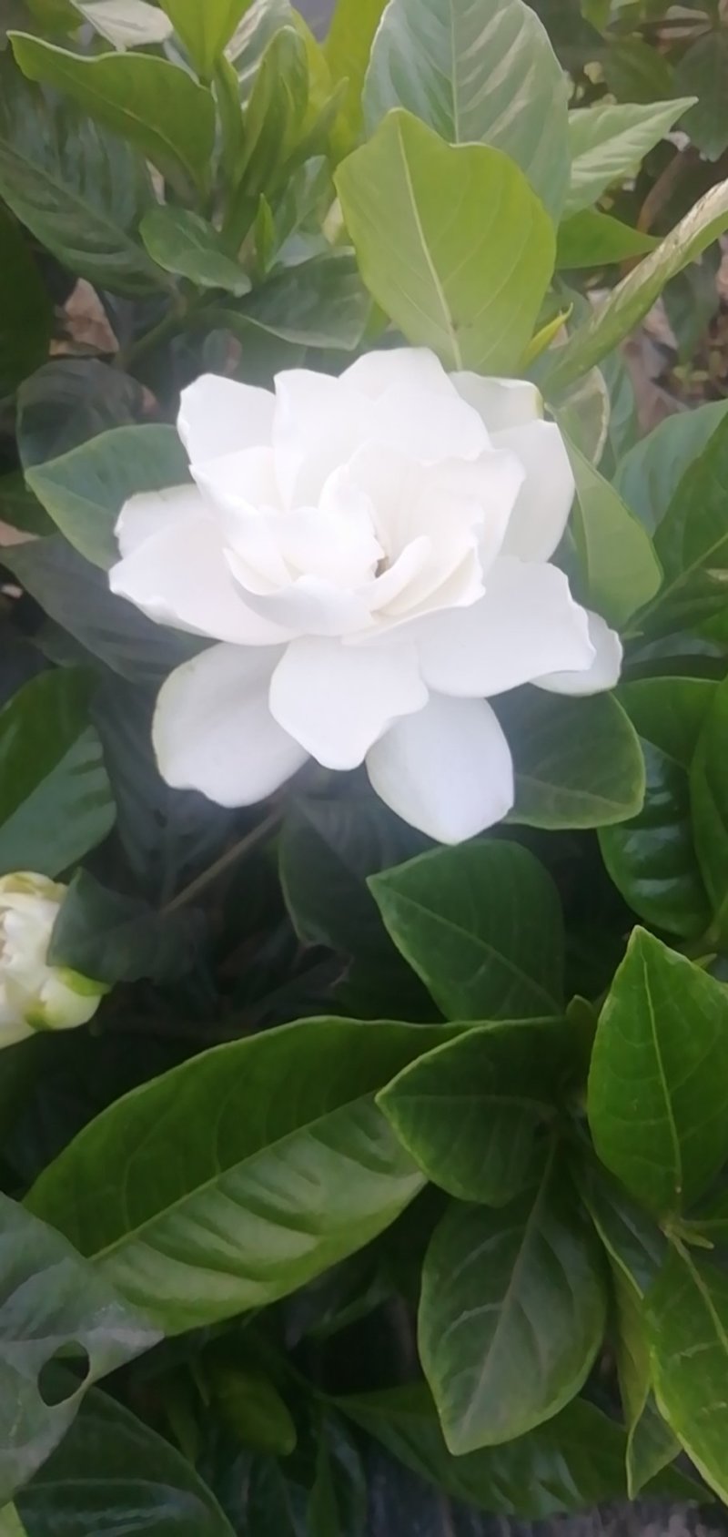 栀子花