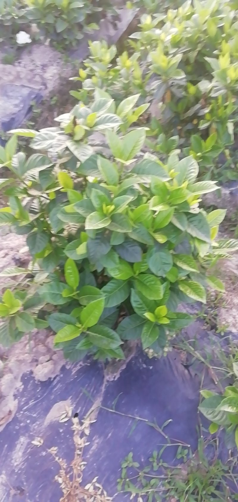 栀子花