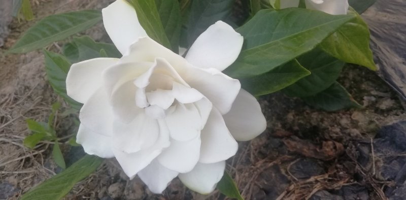 栀子花