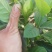 栀子花