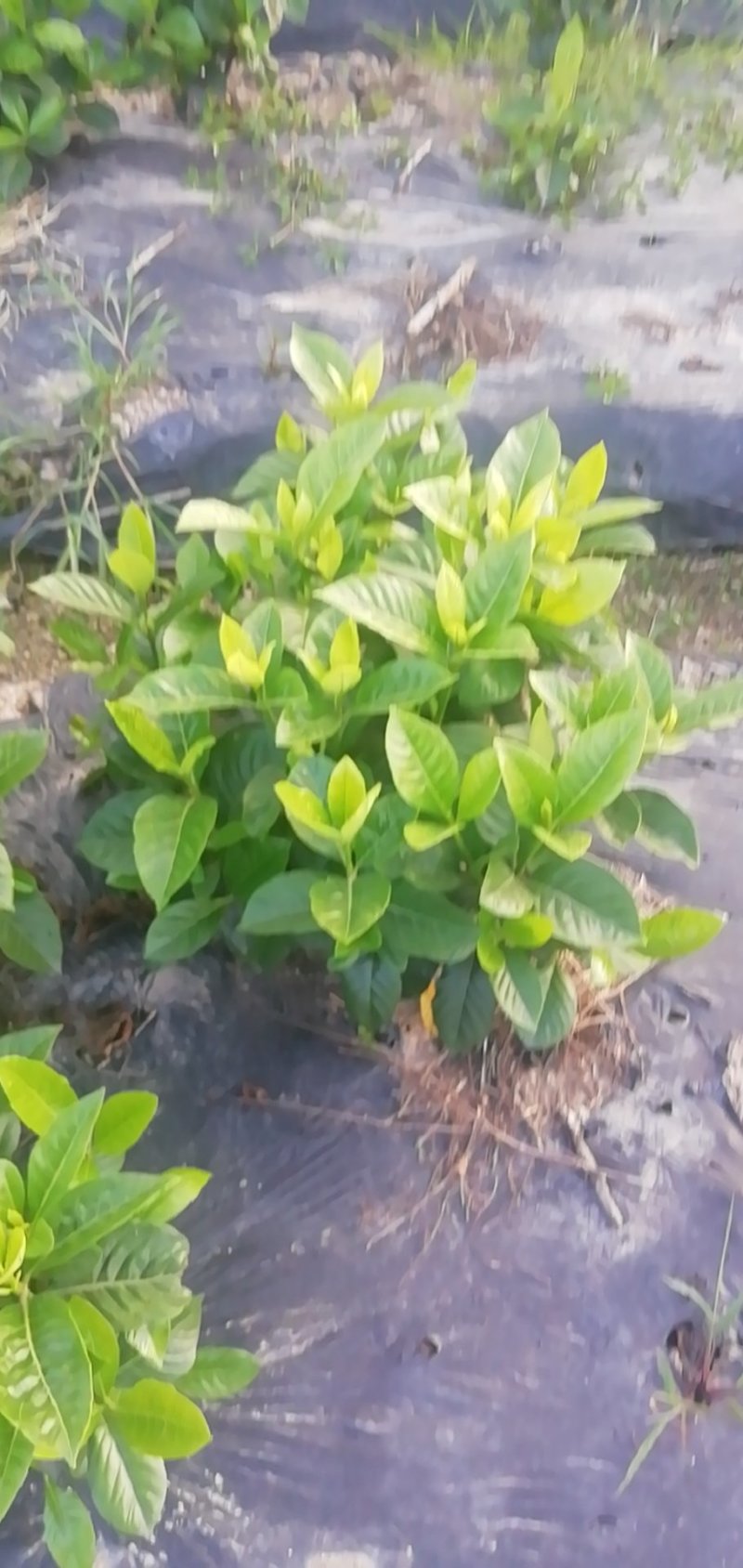 栀子花