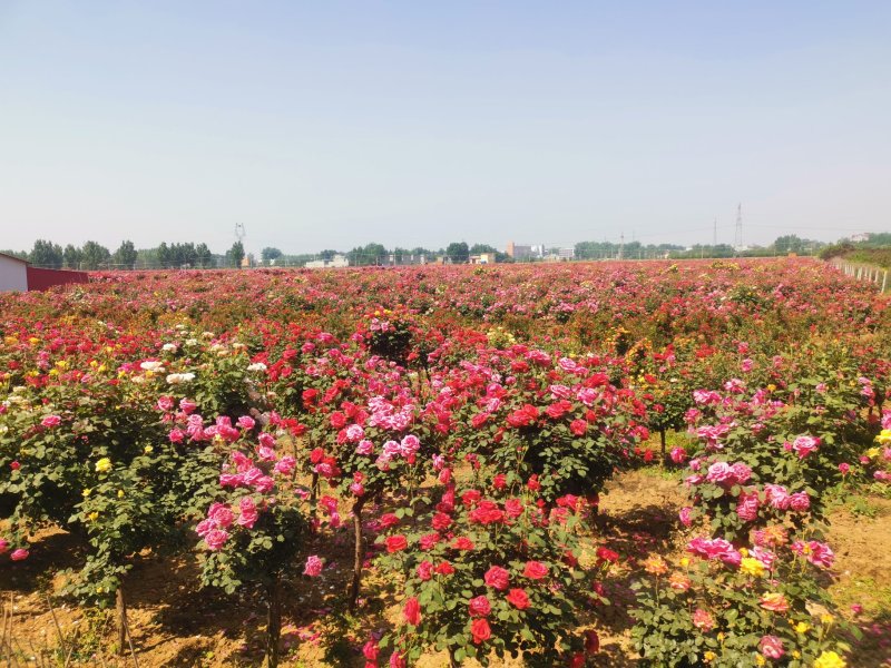 月季园十年种植基地月季树树桩月季高杆月季绿化公司批发