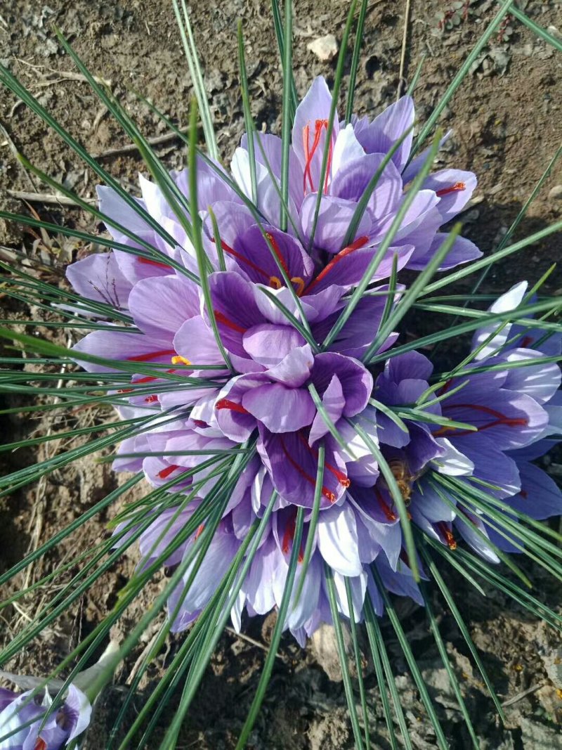 藏红花种球产地包收花丝种球大田室内立体种植节约土地省工