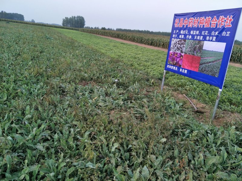 藏红花种球产地包收花丝种球大田室内立体种植节约土地省工