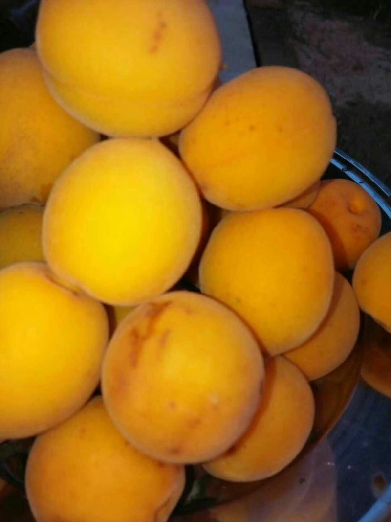 金太阳杏已上市还有凯特杏