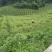 玫瑰花酱酒，（大马士革）