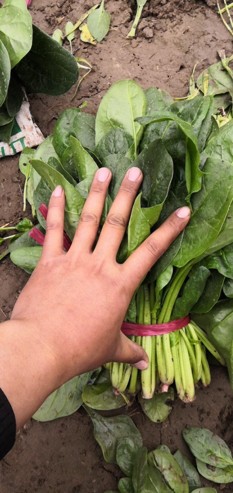 精品陆地菠菜大量供应