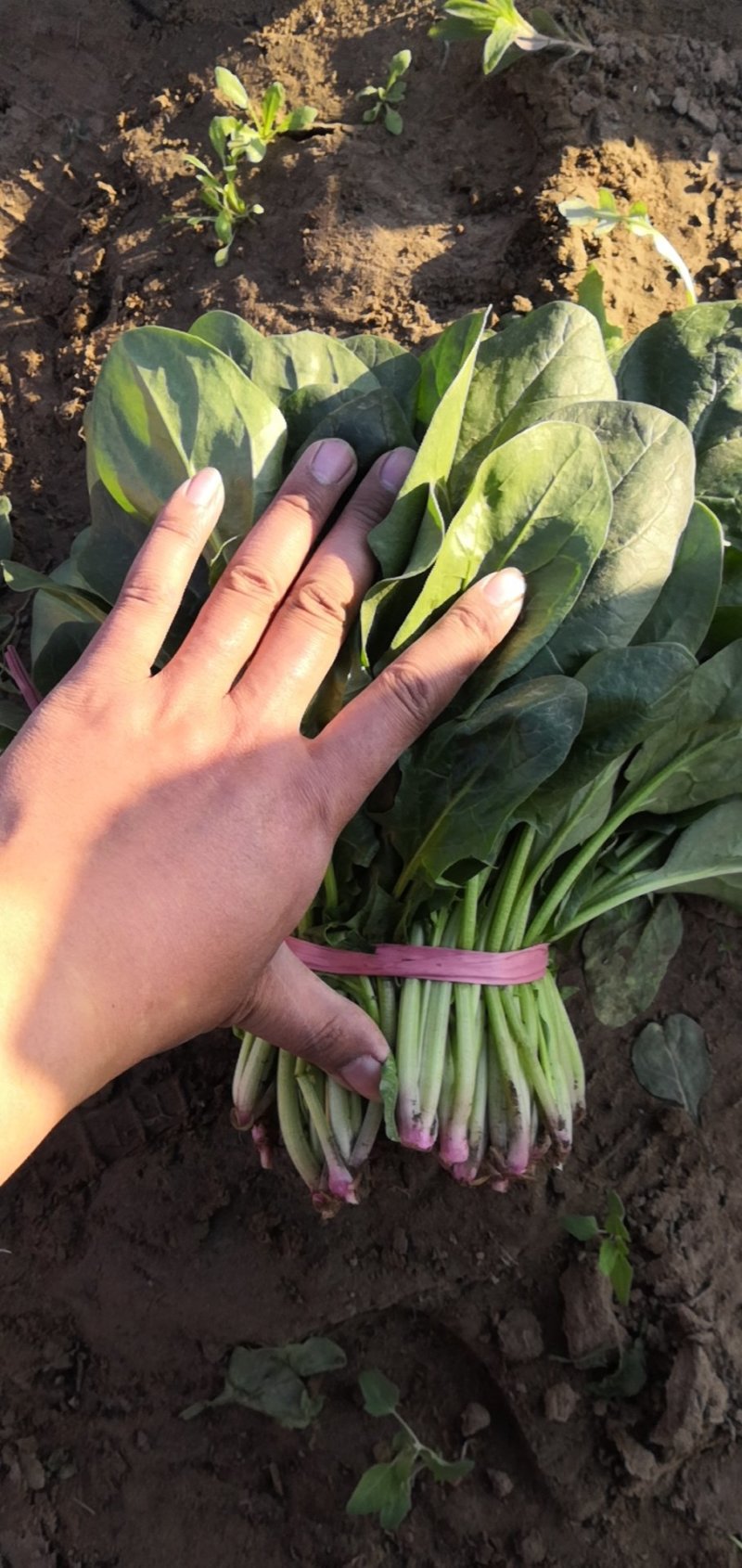 精品陆地菠菜大量供应
