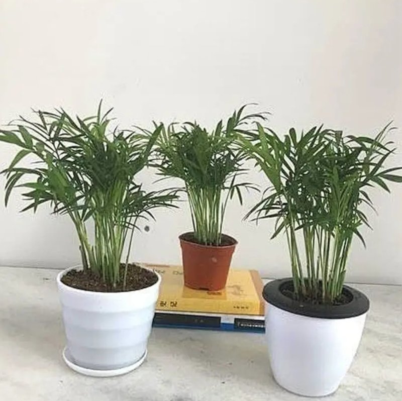 凤尾竹室内客厅大型绿植袖珍叶盆景富贵椰花卉