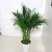 凤尾竹室内客厅大型绿植袖珍叶盆景富贵椰花卉
