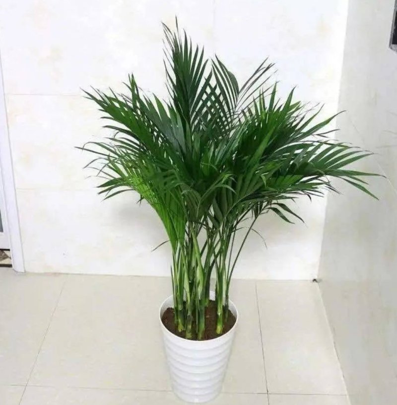 凤尾竹室内客厅大型绿植袖珍叶盆景富贵椰花卉