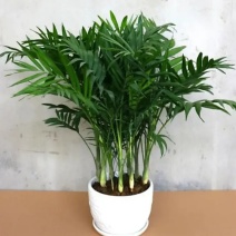 凤尾竹室内客厅大型绿植袖珍叶盆景富贵椰花卉
