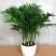 凤尾竹室内客厅大型绿植袖珍叶盆景富贵椰花卉