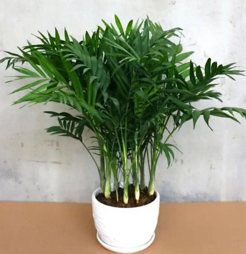 凤尾竹室内客厅大型绿植袖珍叶盆景富贵椰花卉