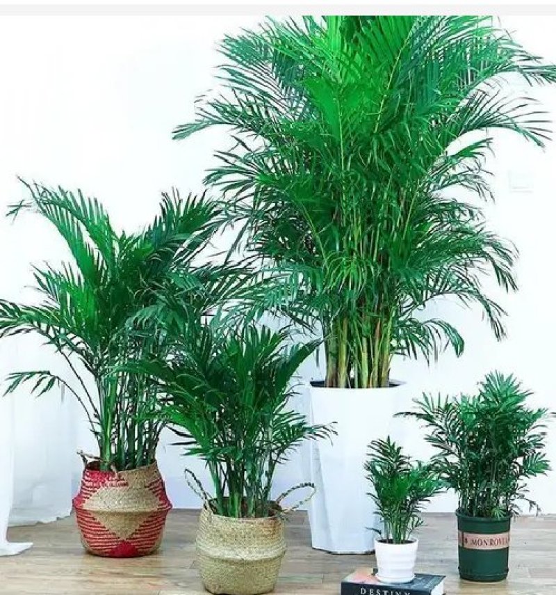 凤尾竹室内客厅大型绿植袖珍叶盆景富贵椰花卉
