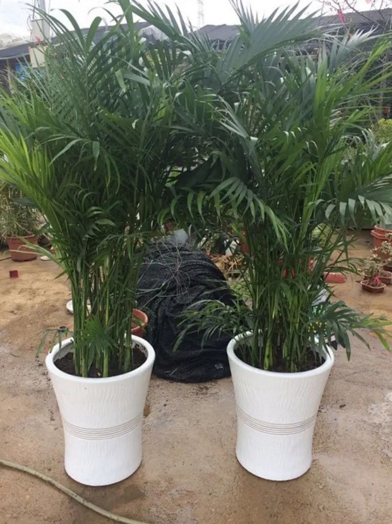 凤尾竹室内客厅大型绿植袖珍叶盆景富贵椰花卉