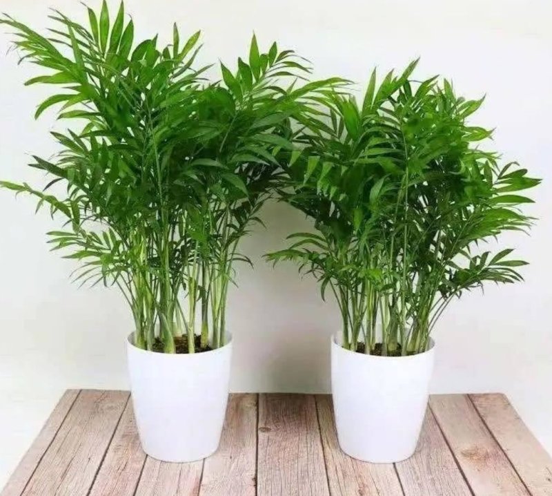 凤尾竹室内客厅大型绿植袖珍叶盆景富贵椰花卉