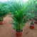 凤尾竹室内客厅大型绿植袖珍叶盆景富贵椰花卉