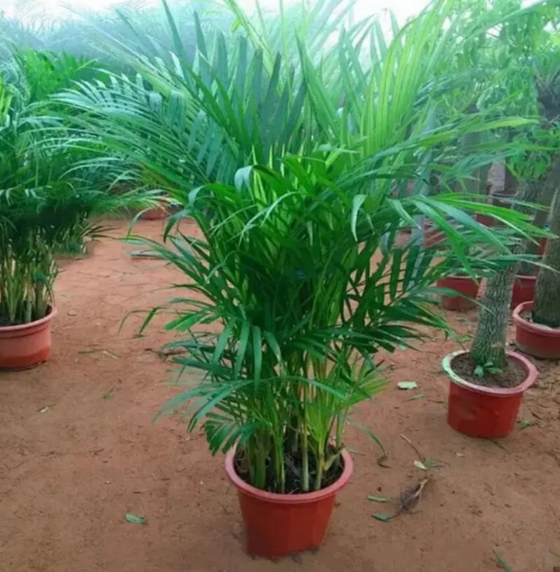 凤尾竹室内客厅大型绿植袖珍叶盆景富贵椰花卉