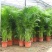 凤尾竹室内客厅大型绿植袖珍叶盆景富贵椰花卉