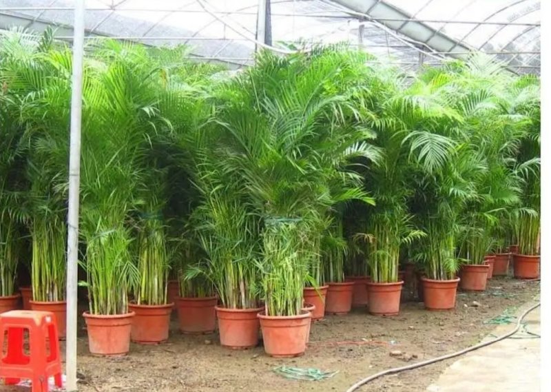 凤尾竹室内客厅大型绿植袖珍叶盆景富贵椰花卉