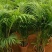 凤尾竹室内客厅大型绿植袖珍叶盆景富贵椰花卉