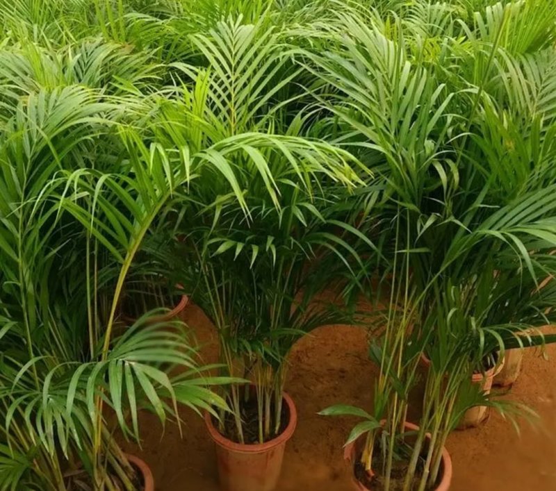凤尾竹室内客厅大型绿植袖珍叶盆景富贵椰花卉