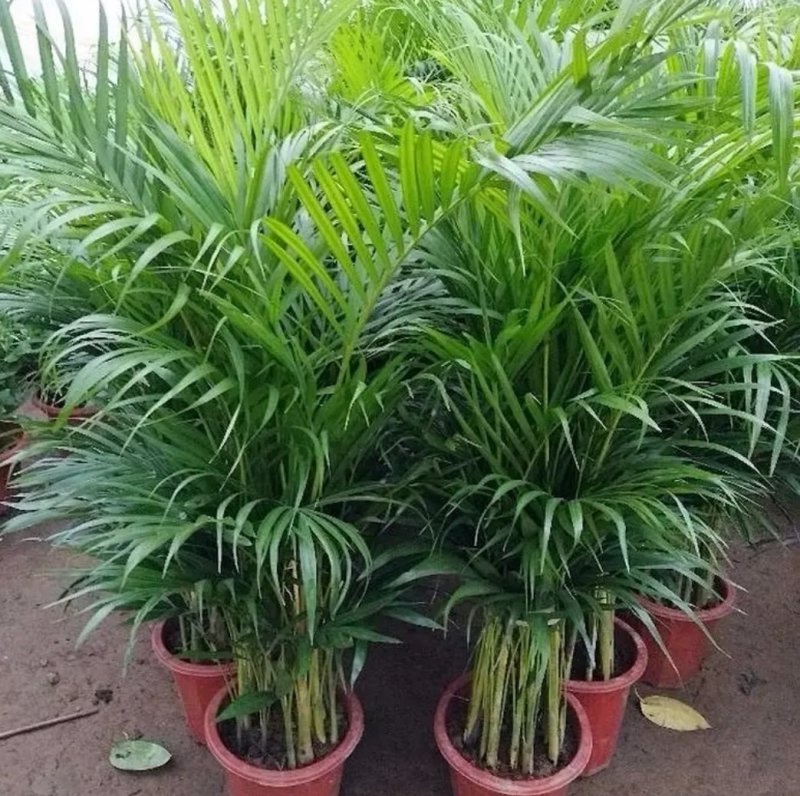 凤尾竹室内客厅大型绿植袖珍叶盆景富贵椰花卉