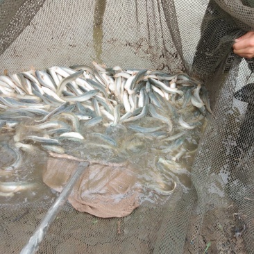 大量出售1-3两金边白乌鱼
