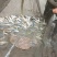 大量出售1-3两金边白乌鱼