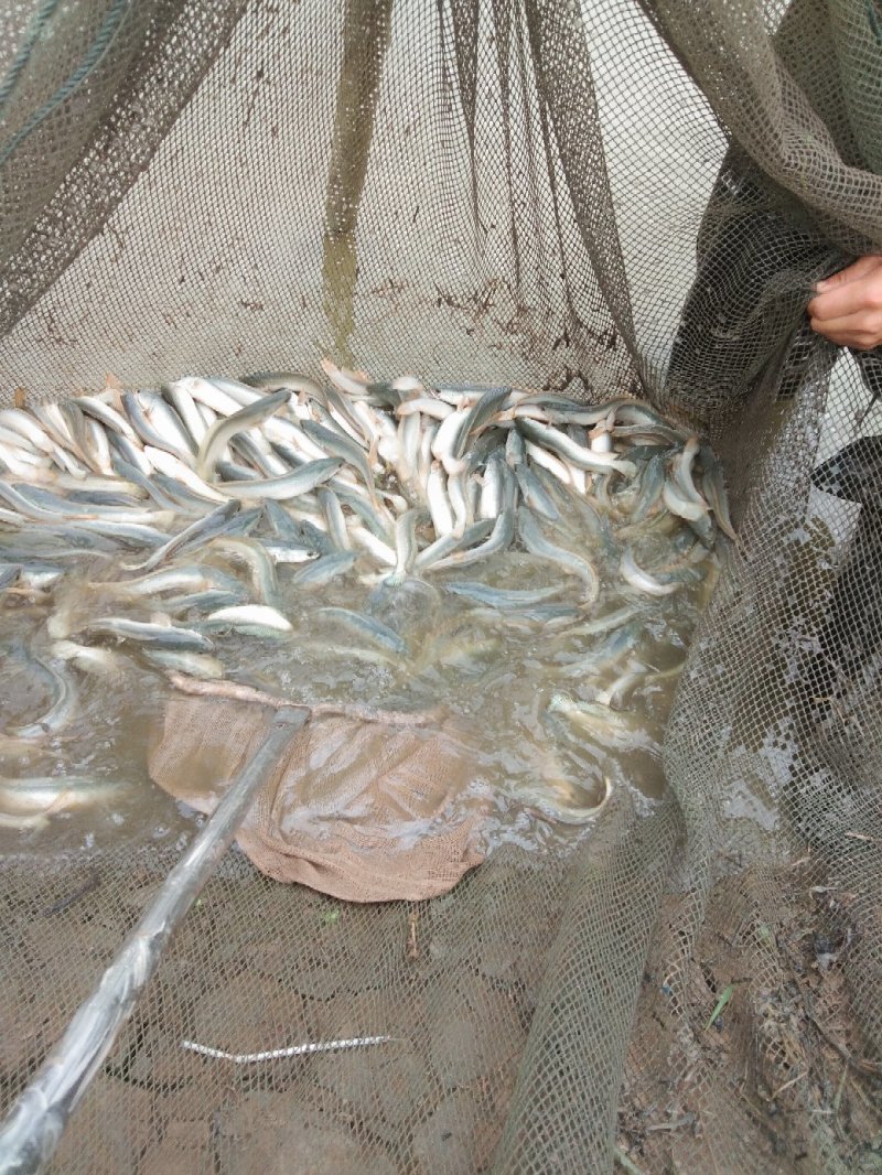 大量出售1-3两金边白乌鱼