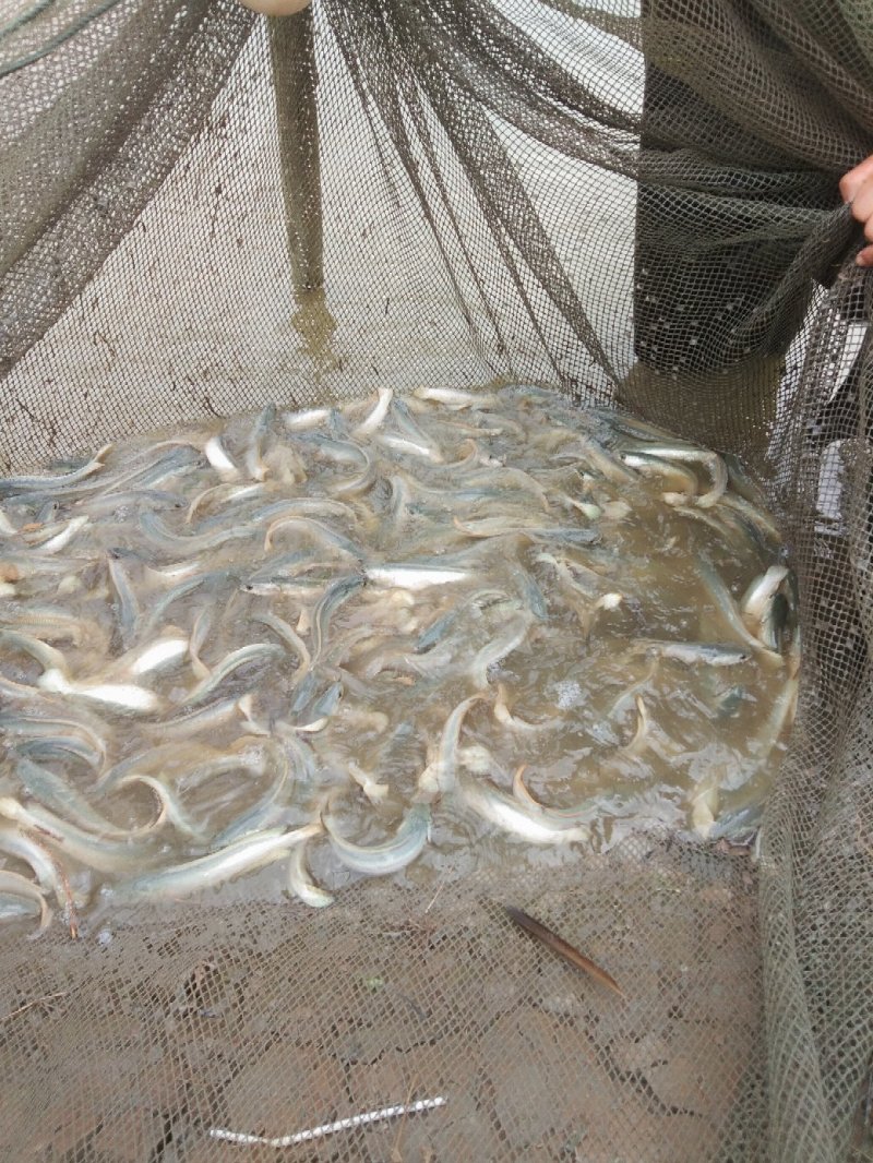 大量出售1-3两金边白乌鱼