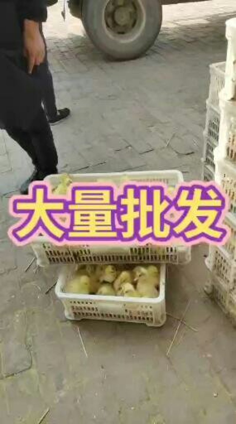 常年孵化销售土鸡苗柴鸡苗麻羽绿壳鸡出壳免费做马利克头孢