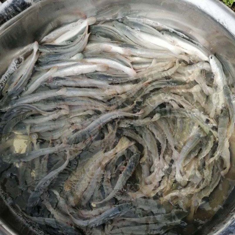 大量出售1-3两金边白乌鳢