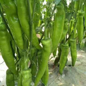 山东莘县尖椒，现摘现卖新鲜无差价量大价优