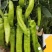山东莘县尖椒，现摘现卖新鲜无差价量大价优
