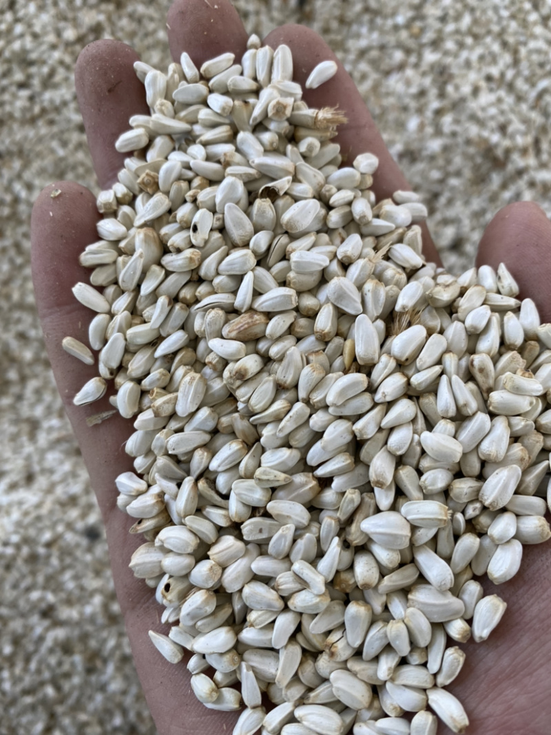 进口红花籽哈萨克斯坦进口出油27亚油酸78%