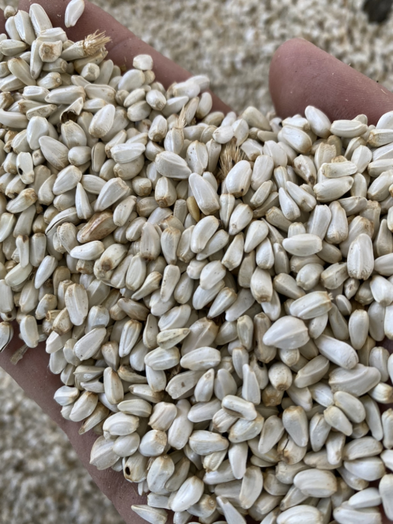 进口红花籽哈萨克斯坦进口出油27亚油酸78%