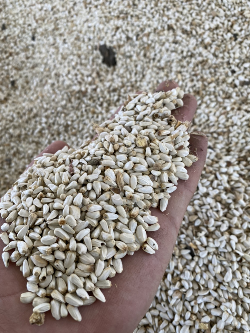 进口红花籽哈萨克斯坦进口出油27亚油酸78%